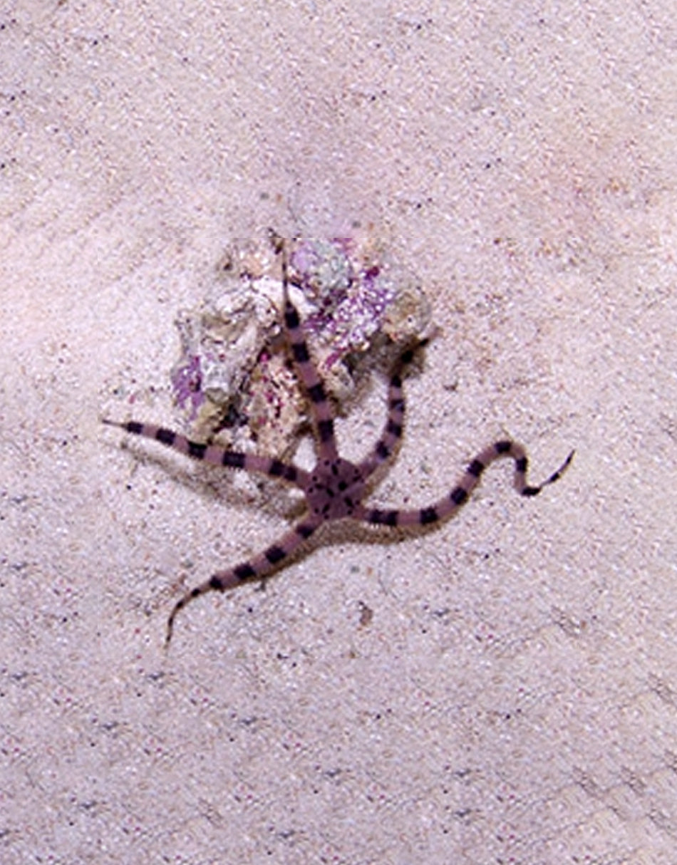 Serpent Sea Star