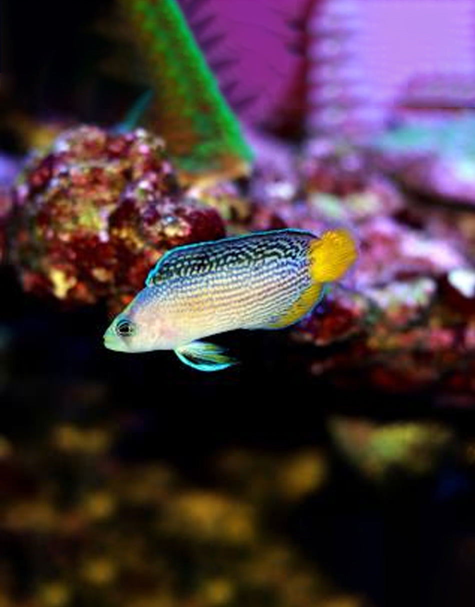 Splendid Dottyback