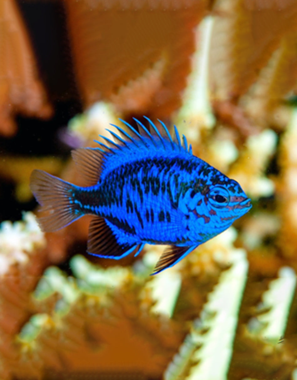 Springeri Damselfish