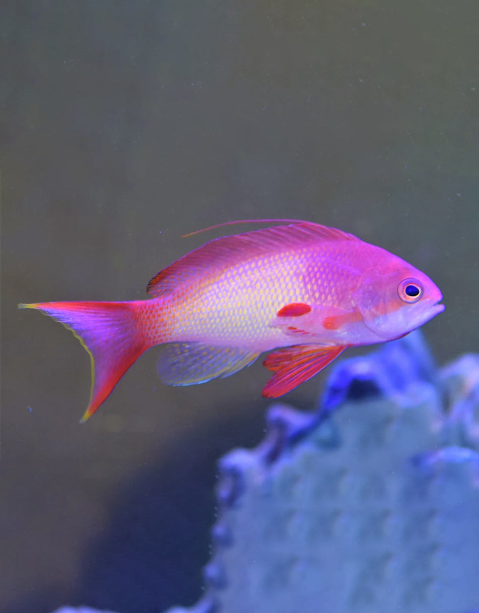 Squam Anthias
