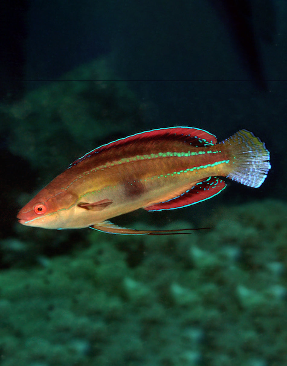 Temminck's wrasse