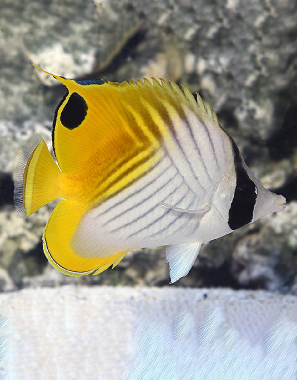 Threadfin Butterflyfish