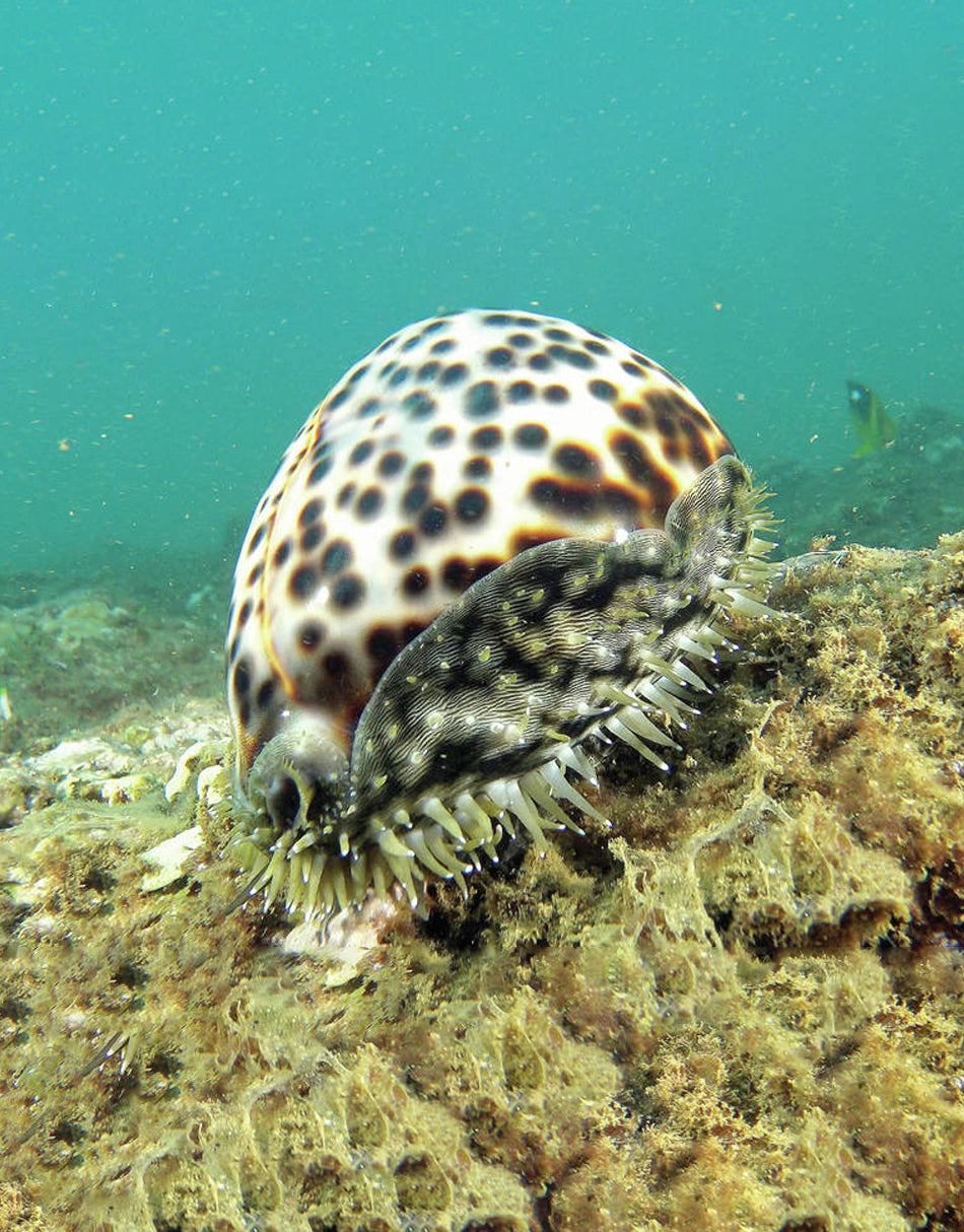 Tiger Cowrie Snail