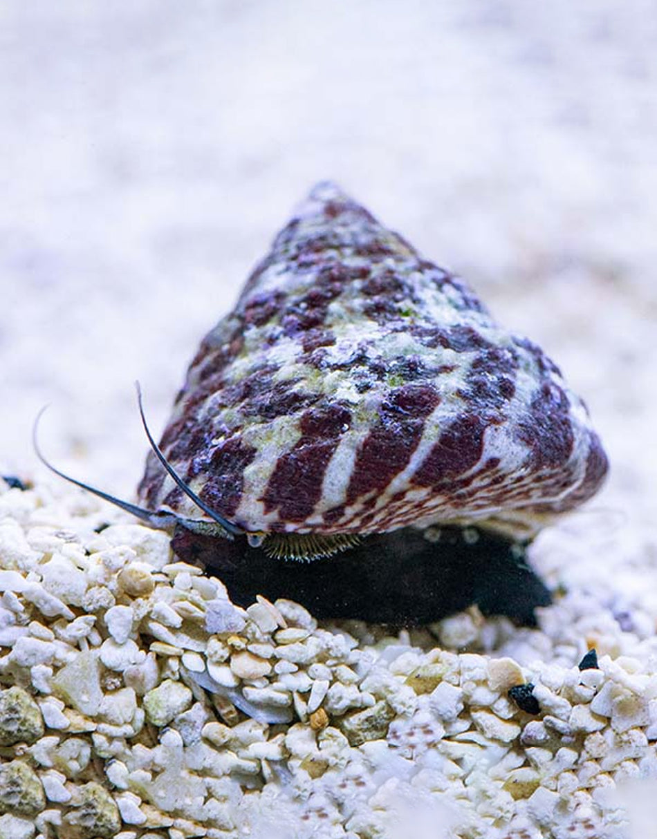 Trochus Snail