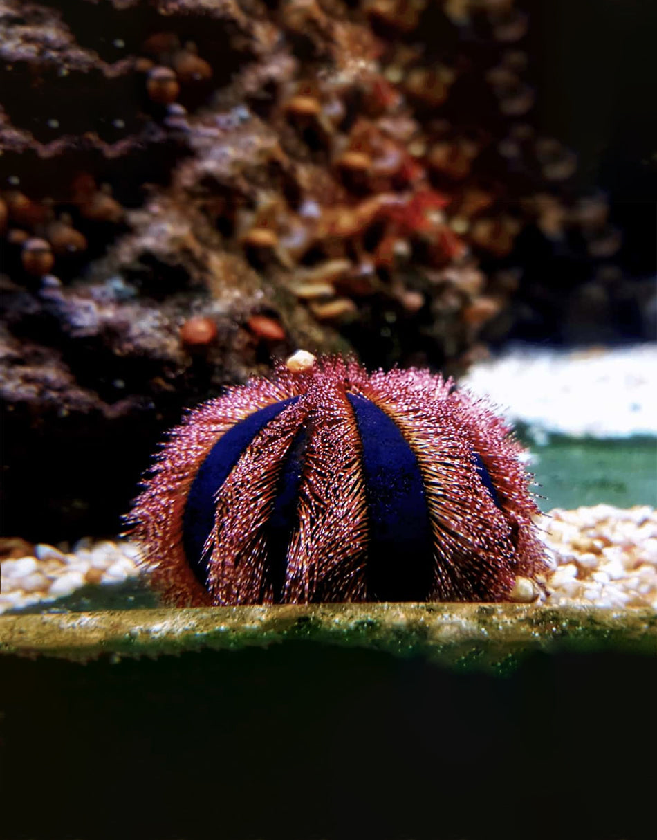 Tuxedo Sea Urchin
