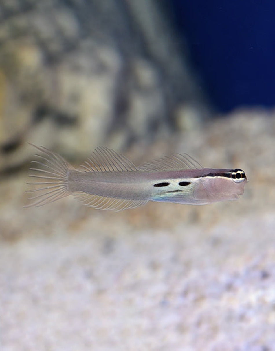 Two Spot Blenny