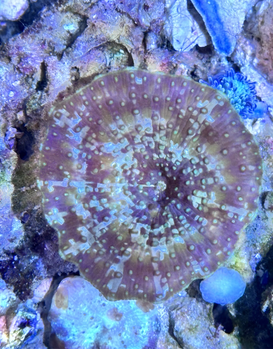 Ultra Green Mushroom