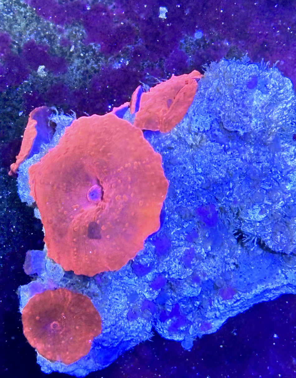 Ultra Red Mushroom