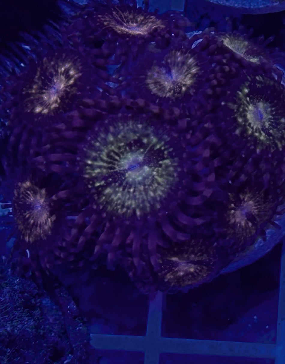 Utter Chaos Zoa