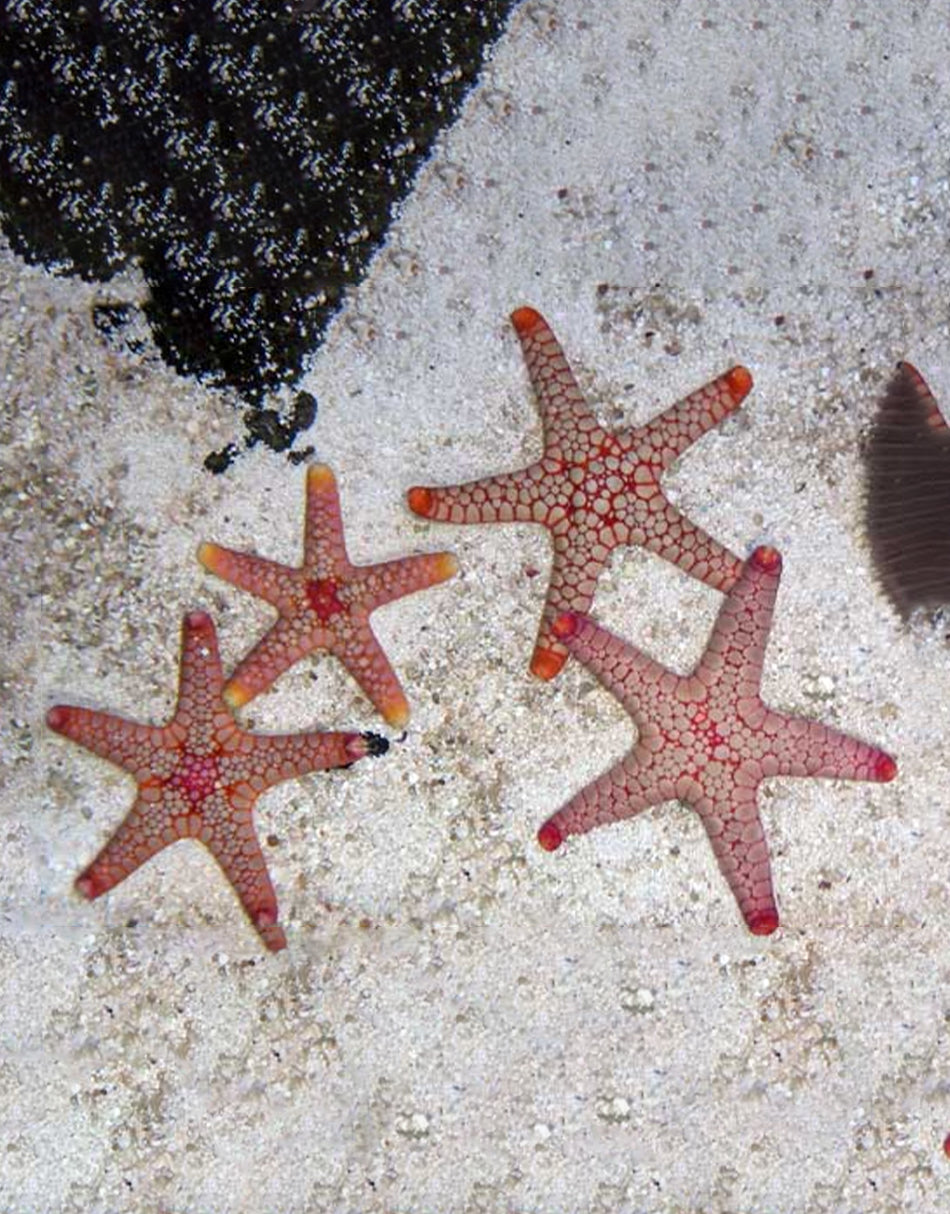 Volcano Fromia Starfish