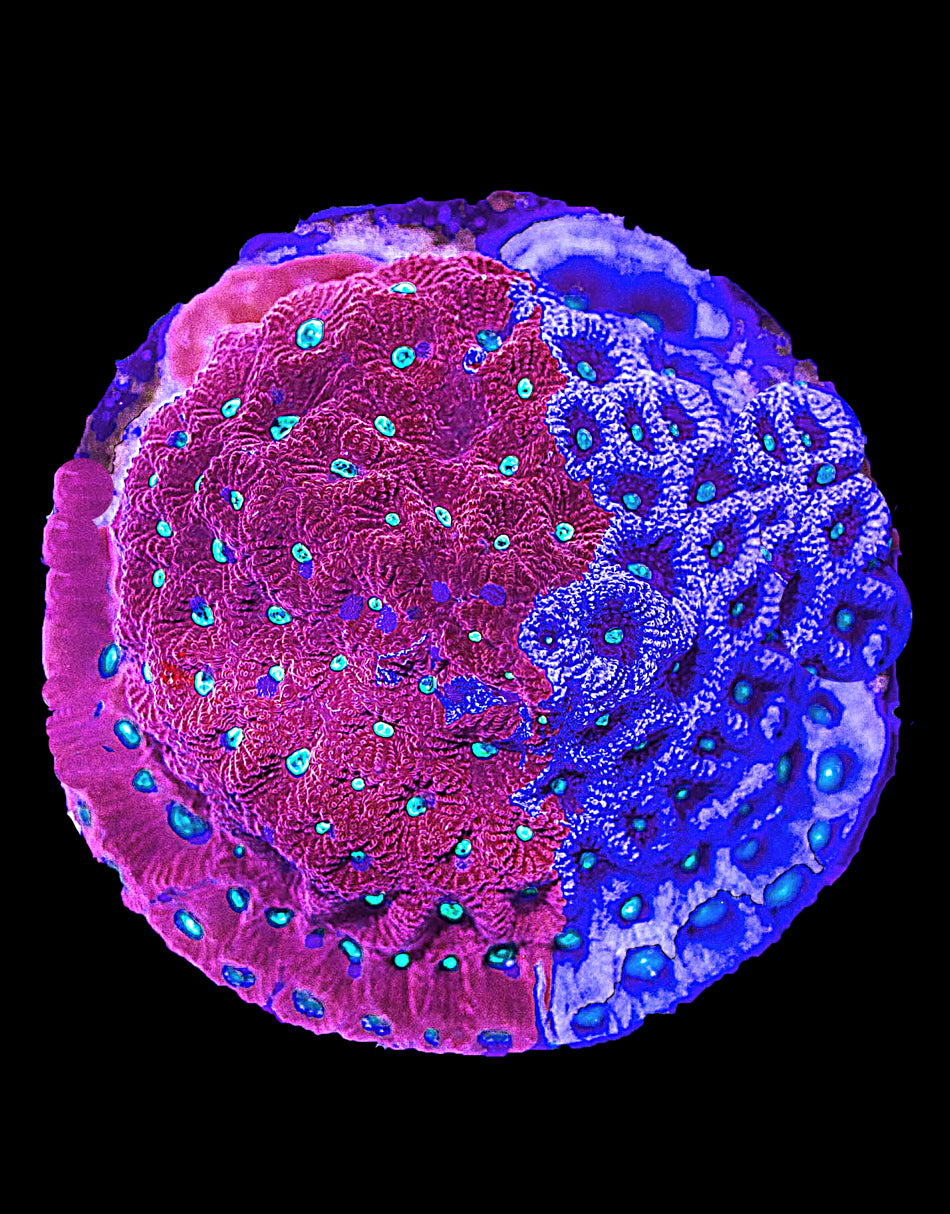 War Coral