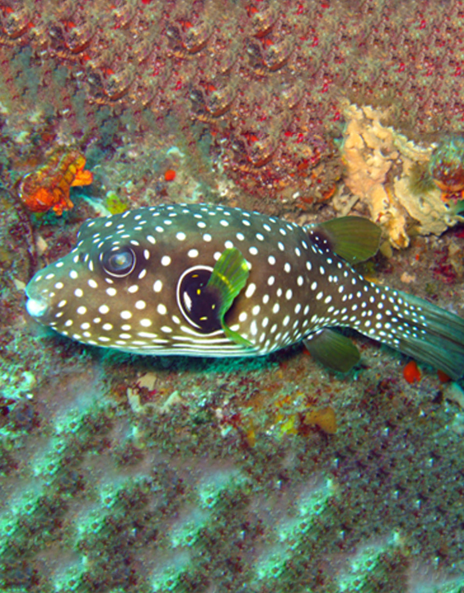 White-spotted Puffer