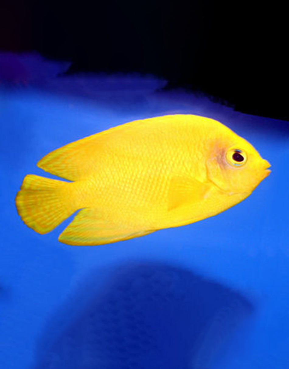 Yellow Angelfish