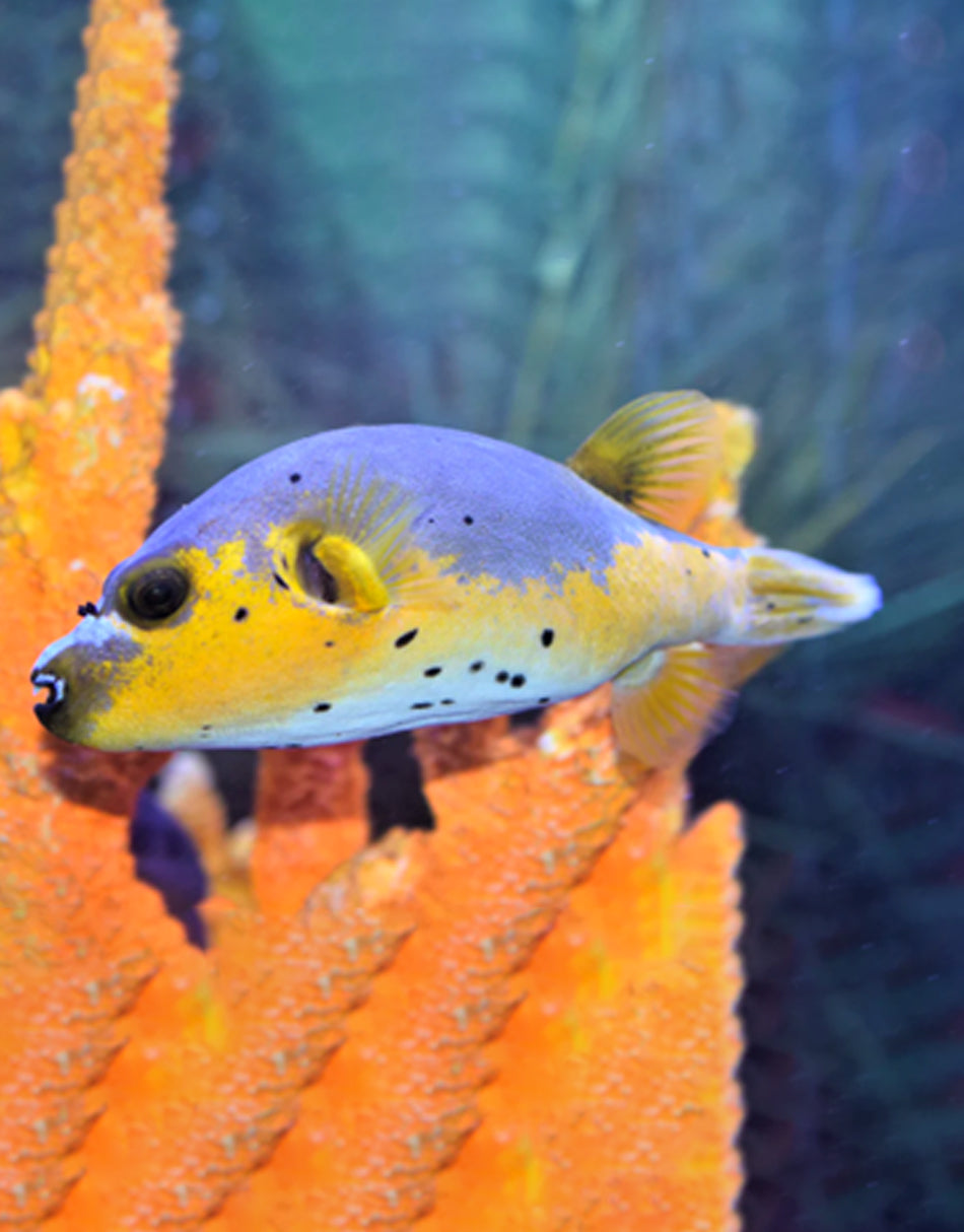 Yellow-Belly Dogface Puffer