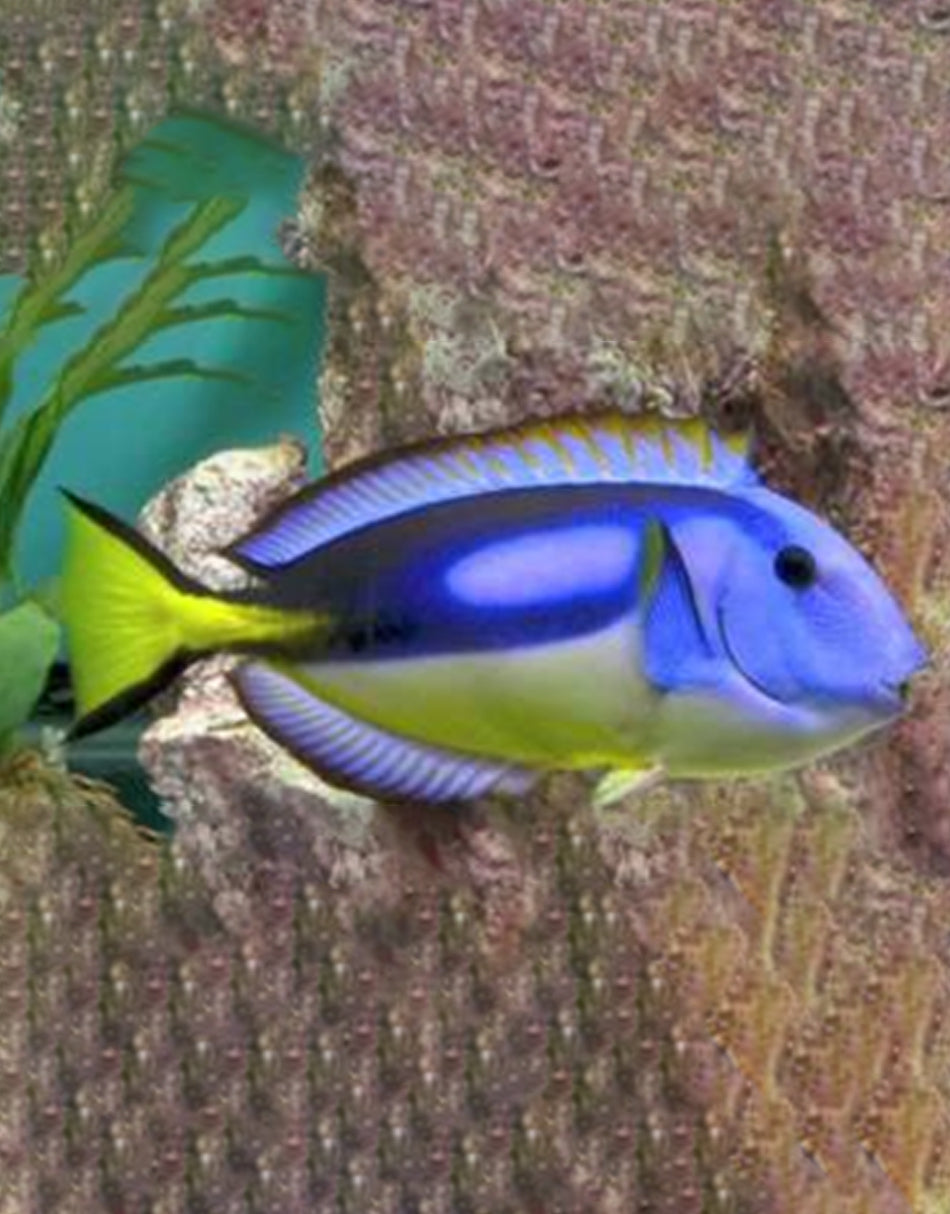 Yellow Belly Hippo Tang