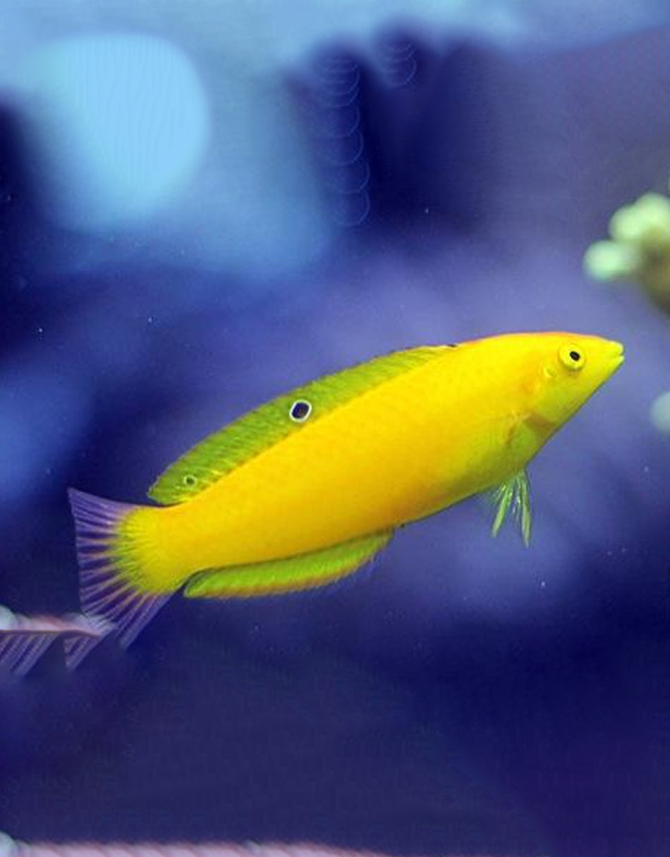 Yellow Coris Wrasse