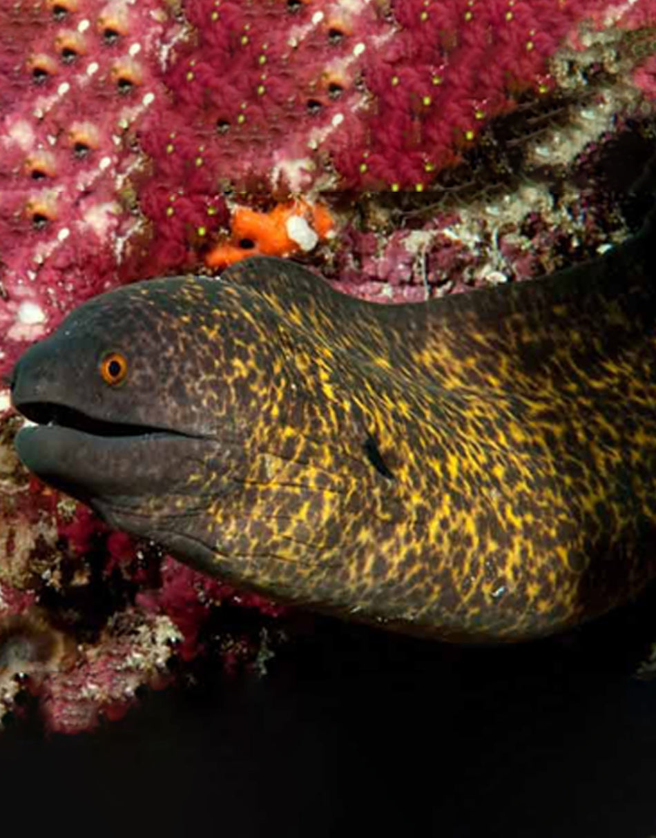 Yellow-Edged Moray