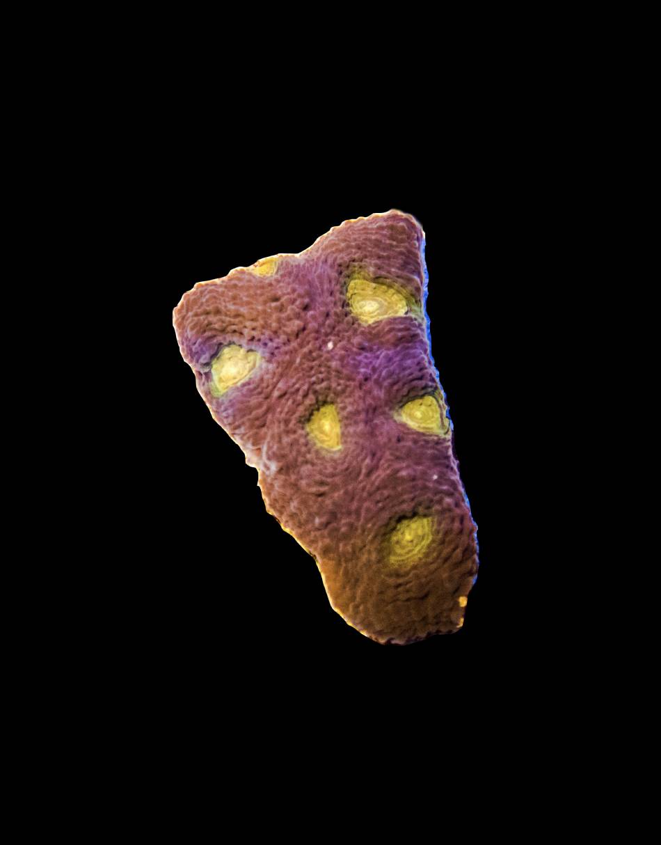 Yellow Eye Favia