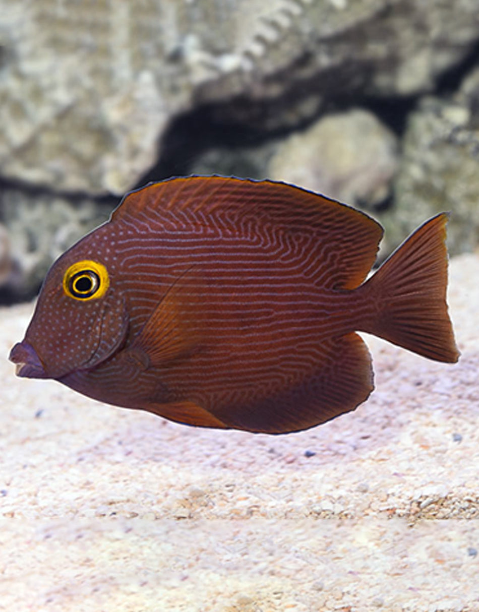 Yellow Eyed Kole Tang