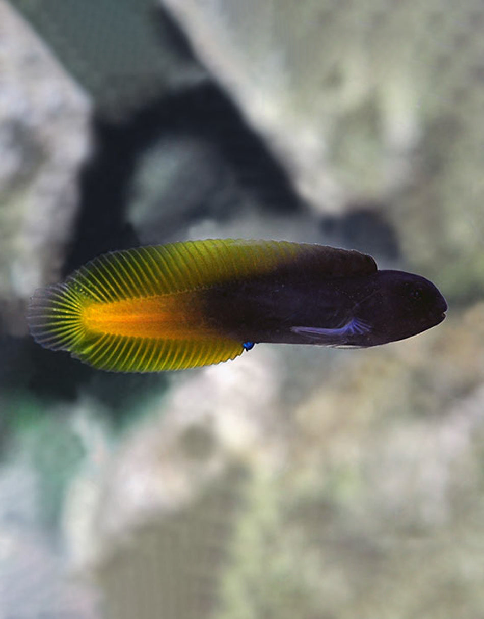 Yellow Tail Black Blenny