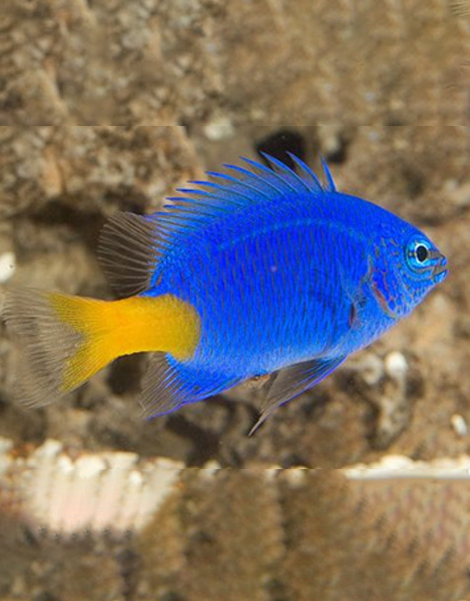 Yellow Tail Damselfish