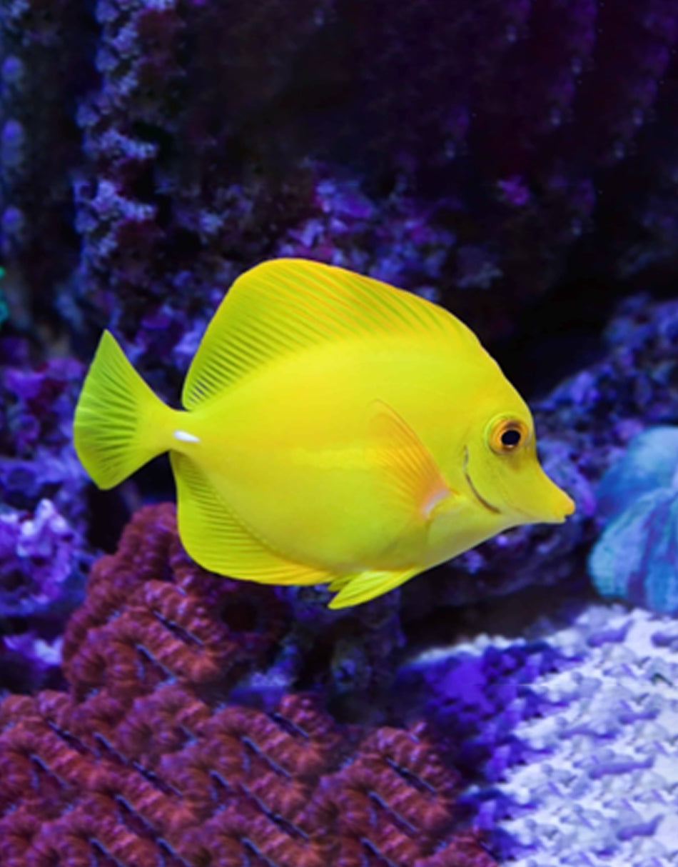 Yellow Tang