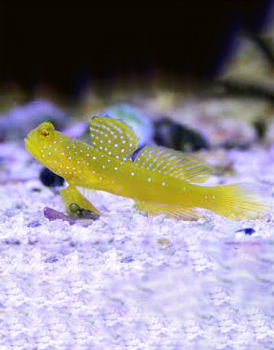 Yellow Watchmen