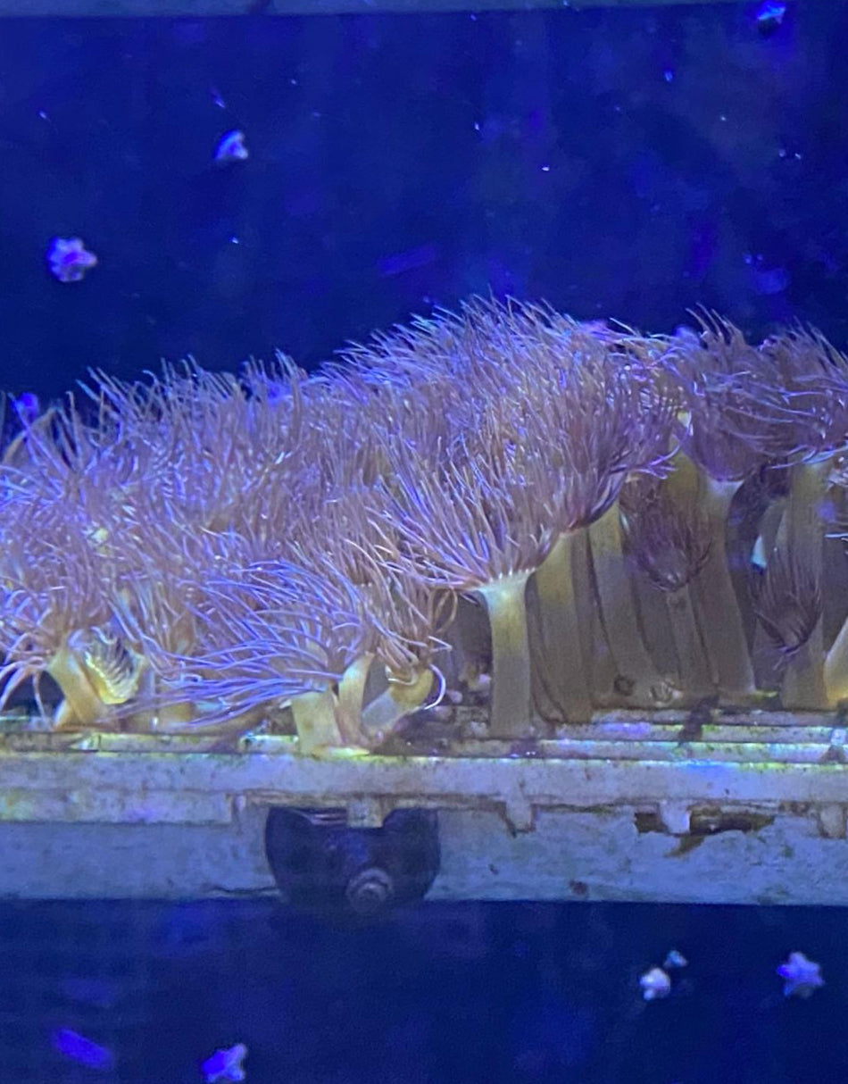 Yellow Zoanthids