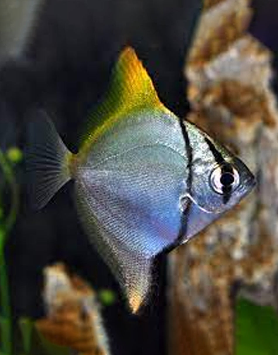 Yellowfin Mono Angelfish