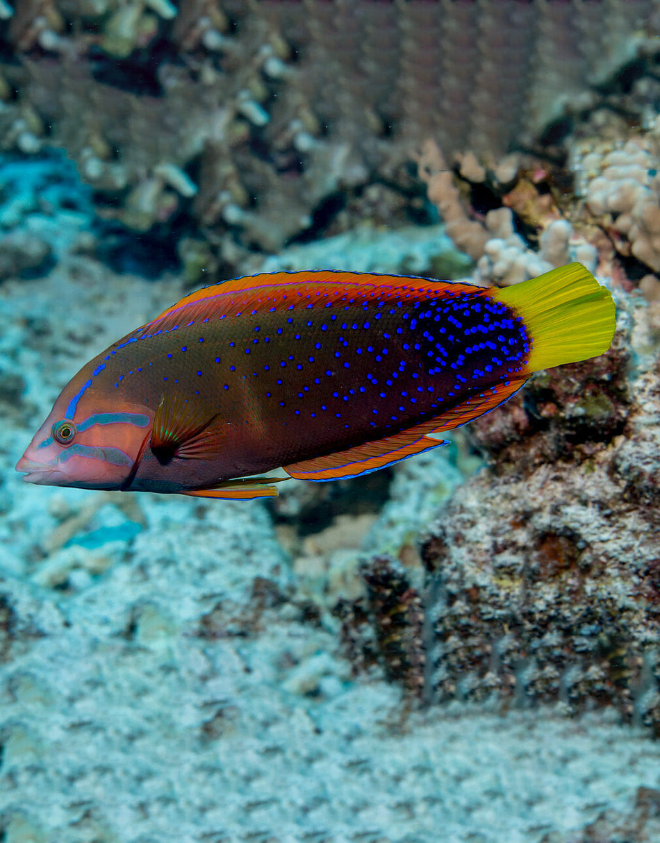 Yellowtail Coris Wrasse