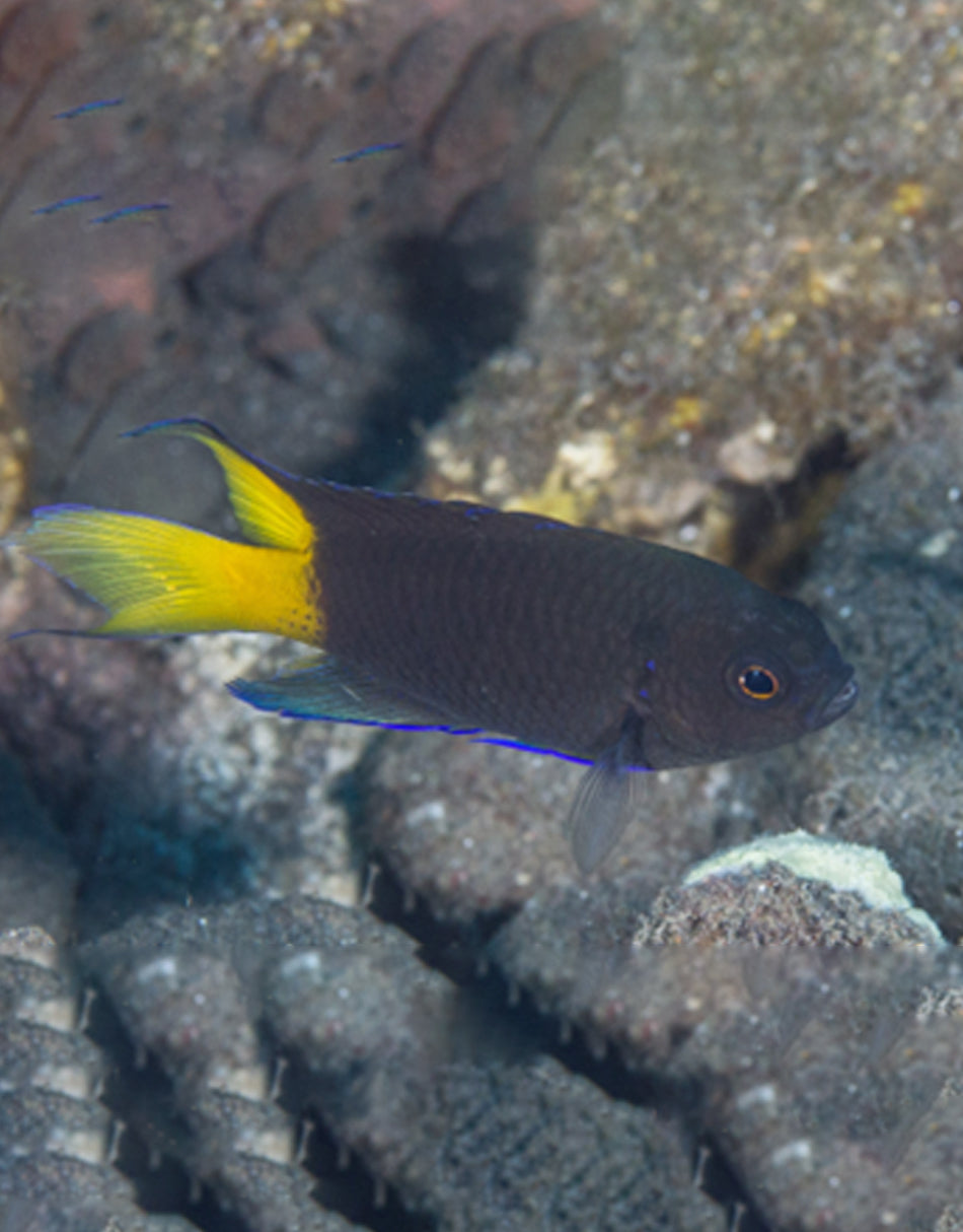 Yellowtail damsel