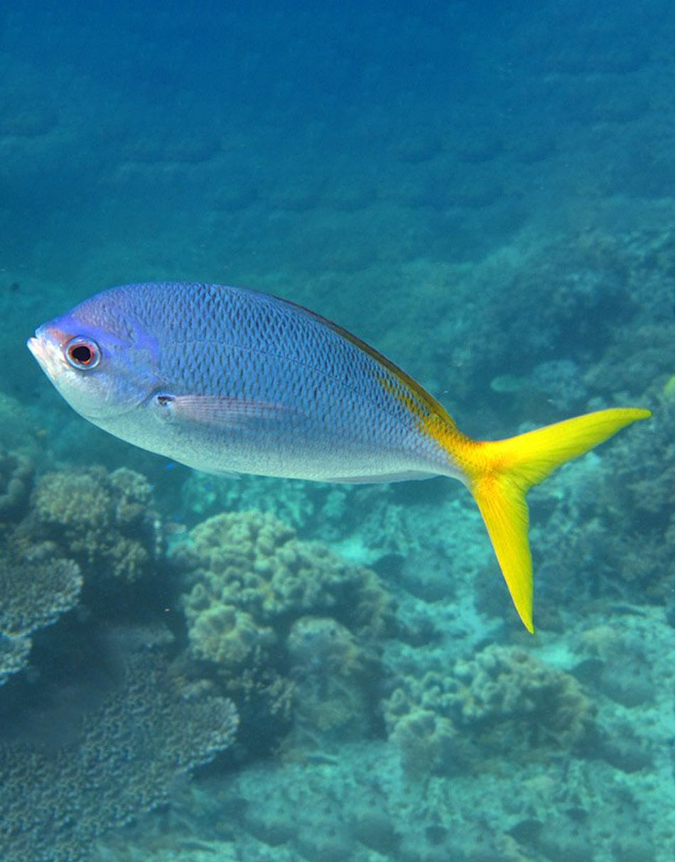 Yellowtail Fusilier