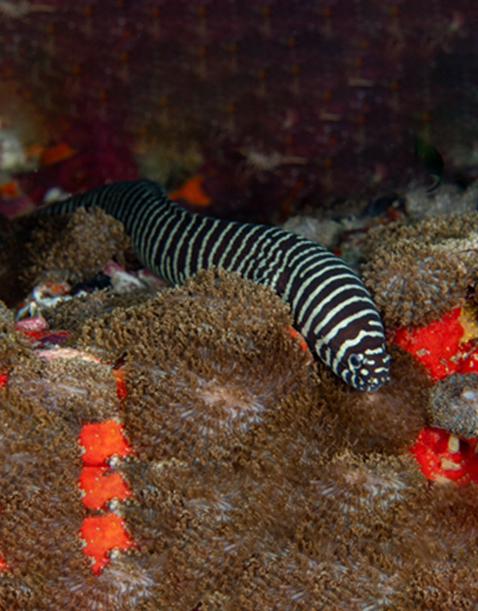 Zebra Moray Eel