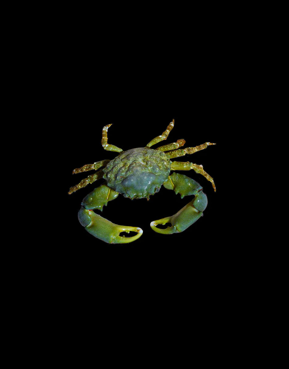 Crabs