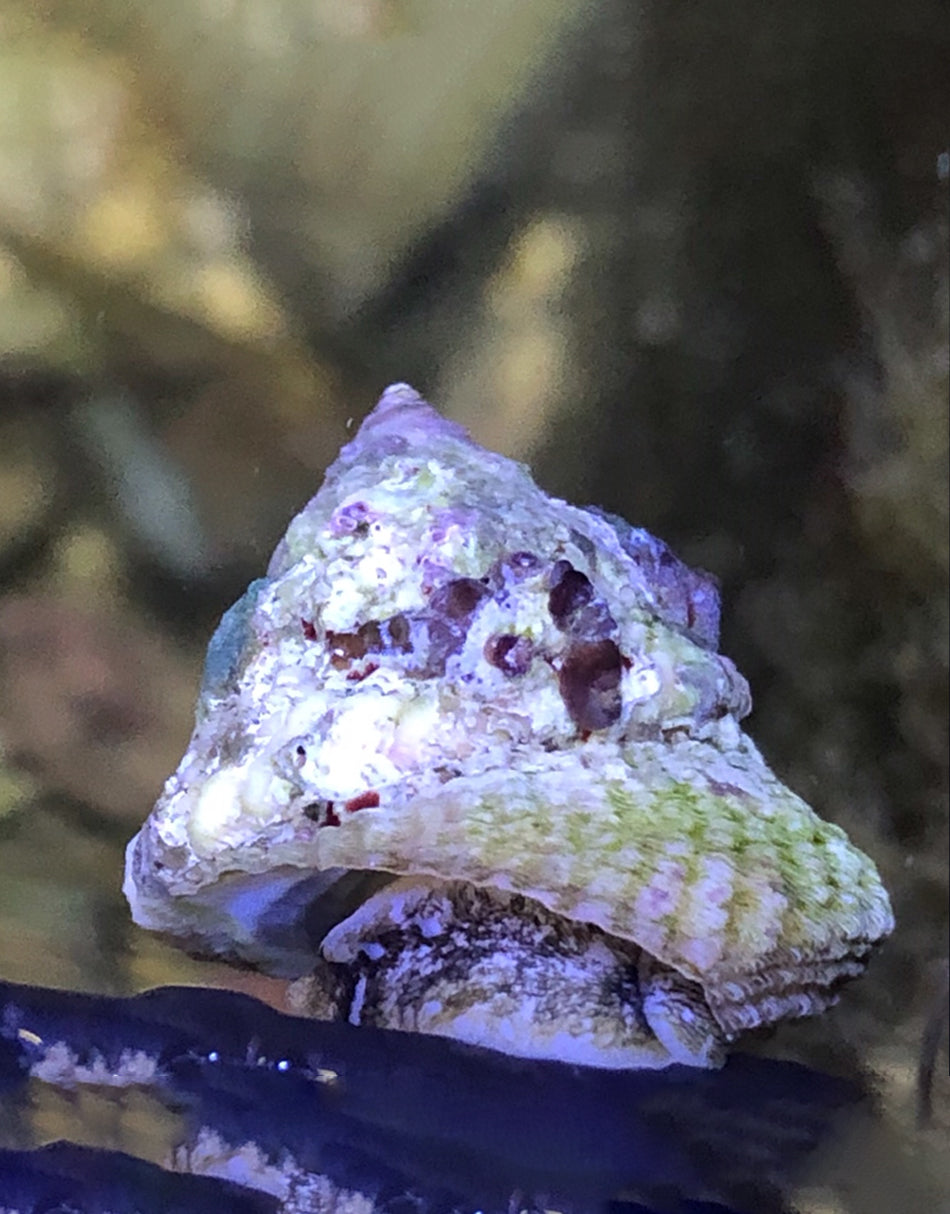 Astrea Snails