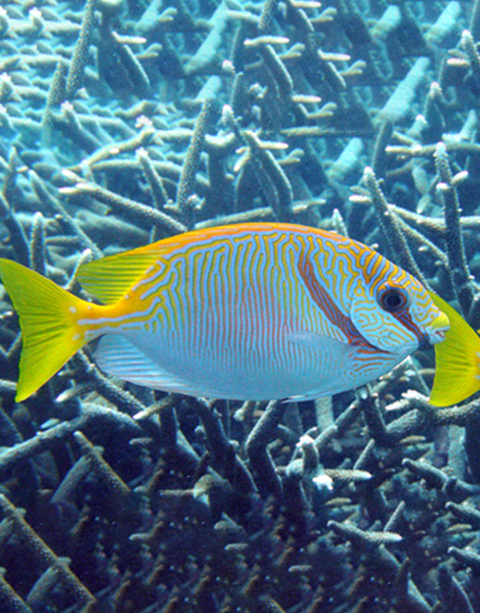 Barred Spinefoot