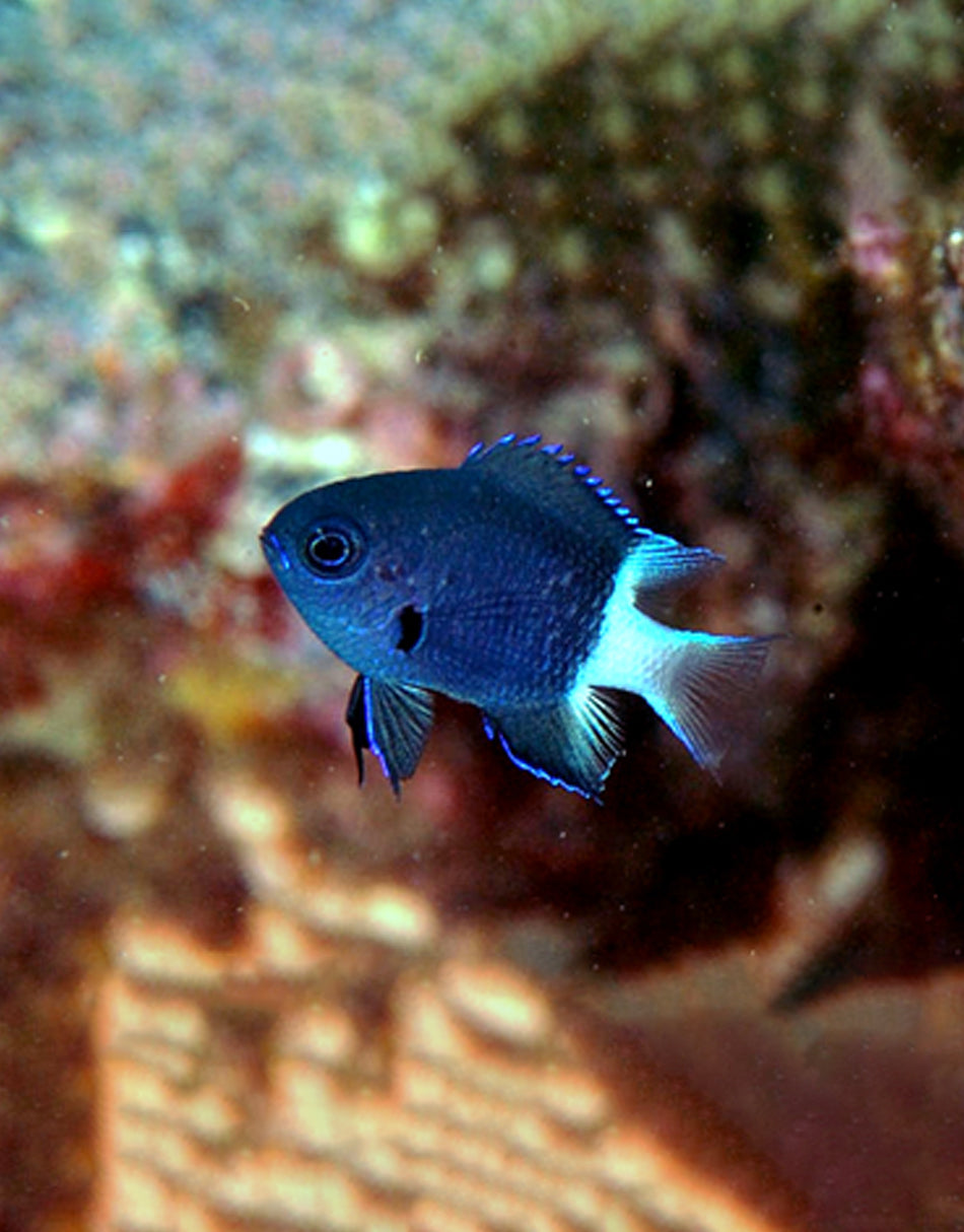 Bicolor Chromis