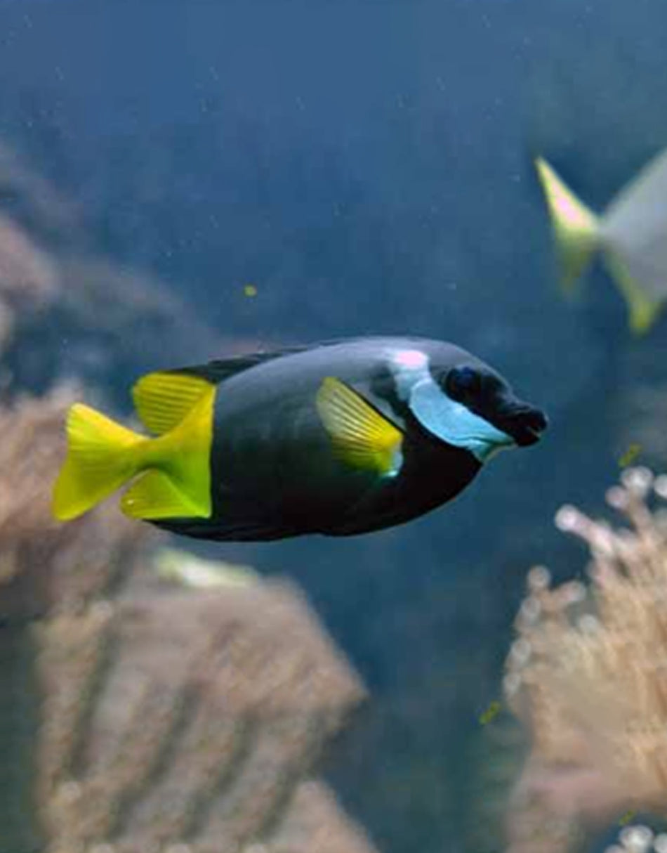 Bicolor Foxface Rabbitfish