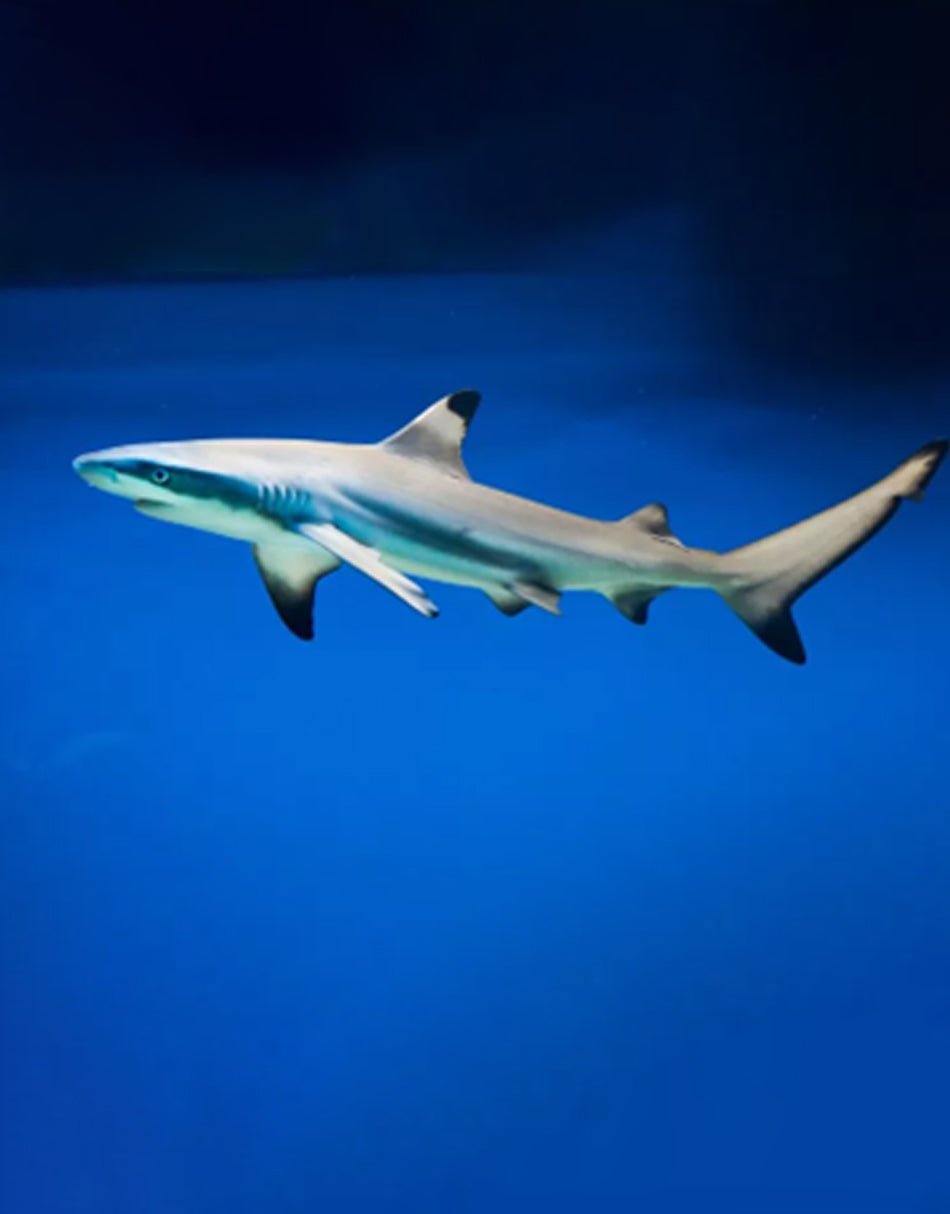 Black Tip Reef Shark