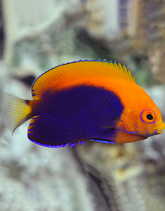 Brazilian Flameback Angelfish