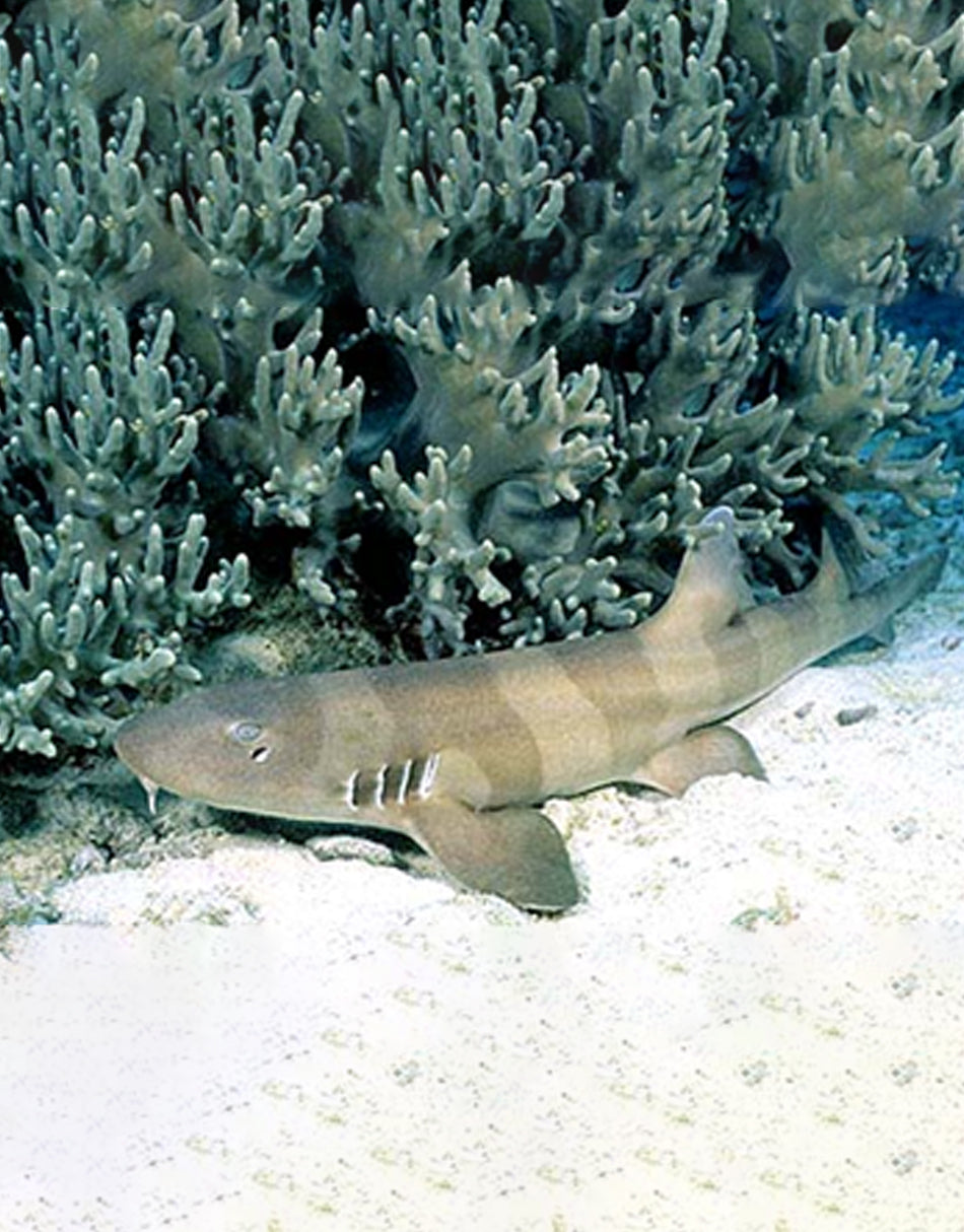 Brown Banded Bamboo Shark