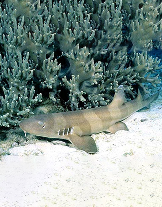 Brown Banded Bamboo Shark