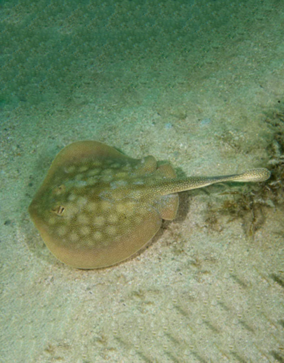 California Round Ray – JK-Fish