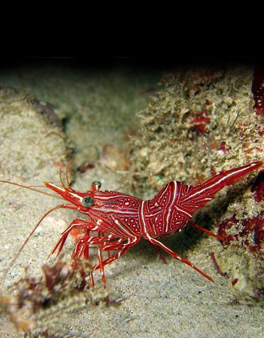 Camel Shrimp