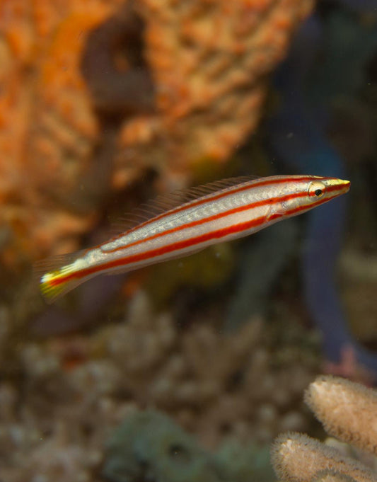 Candy Cane Wrasse