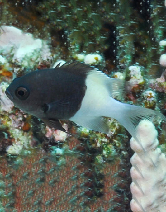 Chocolate dipped chromis