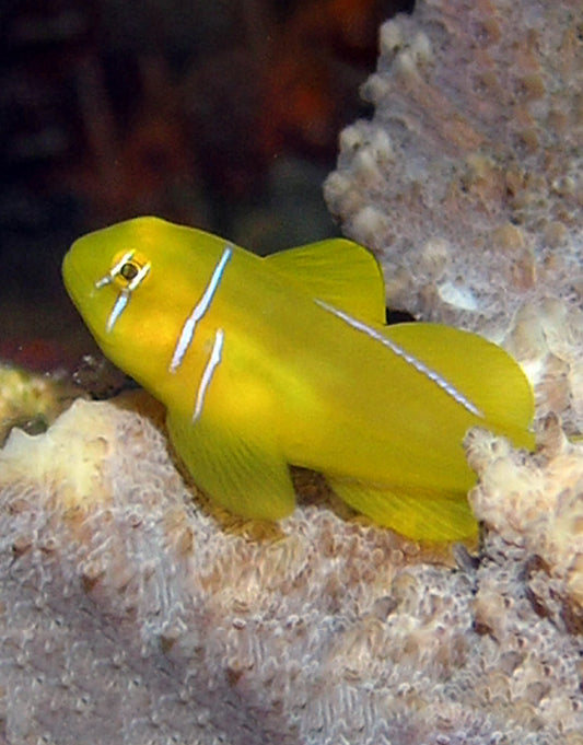 Citron Goby