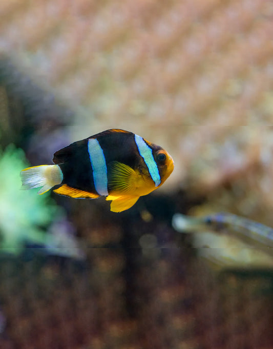 Clarkii Clownfish