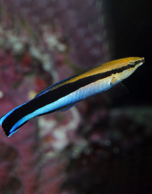Cleaner Wrasse