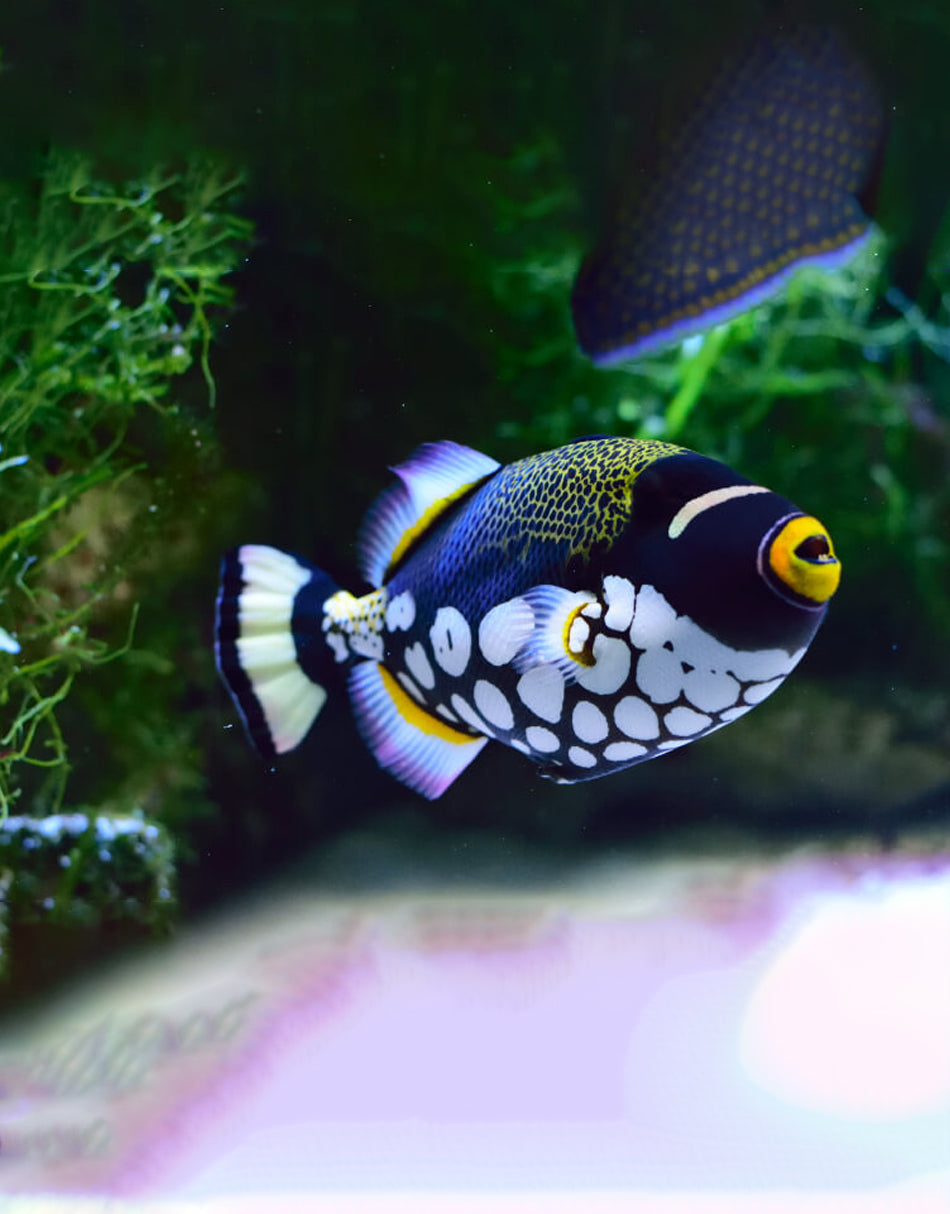 Clown Triggerfish – JK-Fish